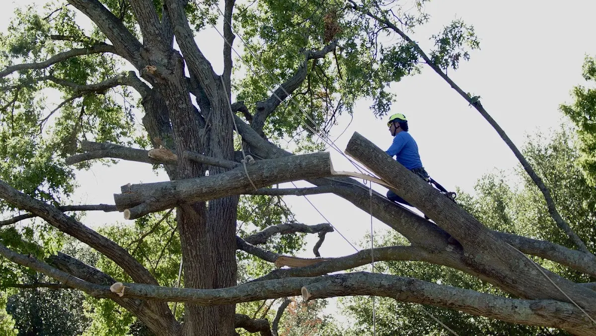 Professional Hazardous Tree Removal performed by certified arborists in Sharon